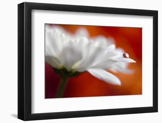 Colors and cream-Heidi Westum-Framed Photographic Print