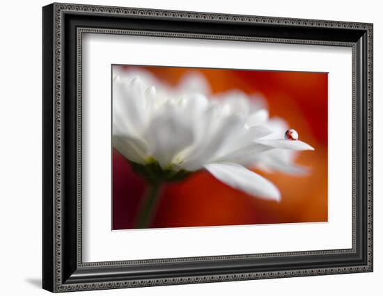 Colors and cream-Heidi Westum-Framed Photographic Print