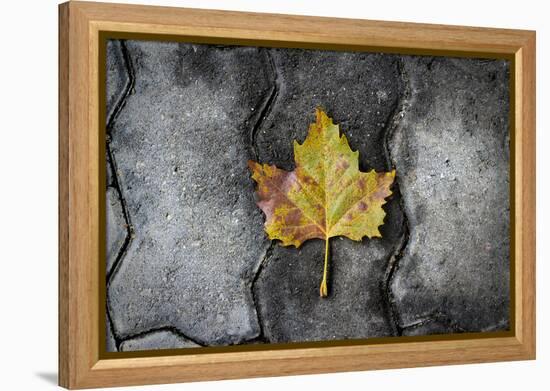 Colors of a Leaf on Stone-null-Framed Stretched Canvas