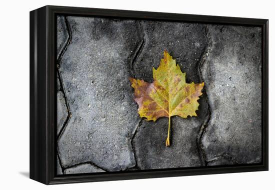 Colors of a Leaf on Stone-null-Framed Stretched Canvas