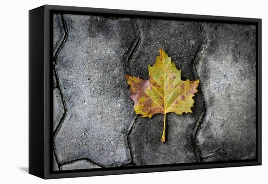 Colors of a Leaf on Stone-null-Framed Stretched Canvas