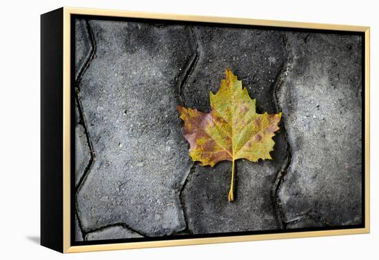 Colors of a Leaf on Stone-null-Framed Stretched Canvas