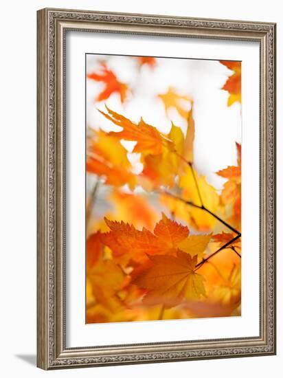 Colors of Fall I-Karyn Millet-Framed Photo