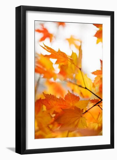 Colors of Fall I-Karyn Millet-Framed Photo