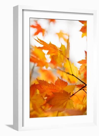 Colors of Fall I-Karyn Millet-Framed Photo