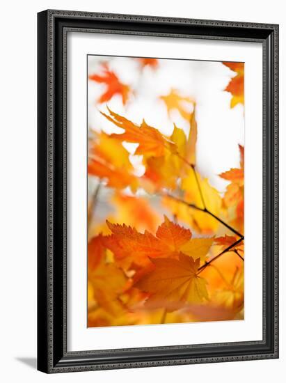 Colors of Fall I-Karyn Millet-Framed Photo