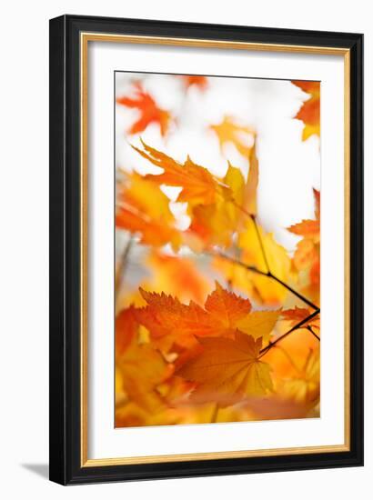 Colors of Fall I-Karyn Millet-Framed Photo