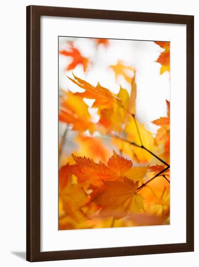 Colors of Fall I-Karyn Millet-Framed Photo