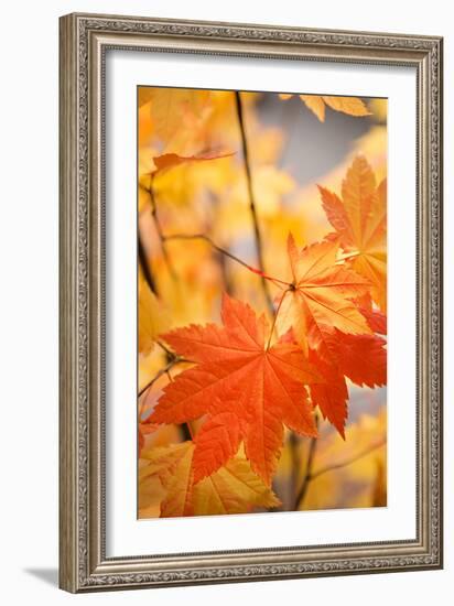 Colors of Fall II-Karyn Millet-Framed Photo