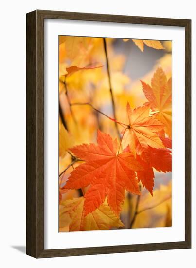 Colors of Fall II-Karyn Millet-Framed Photo