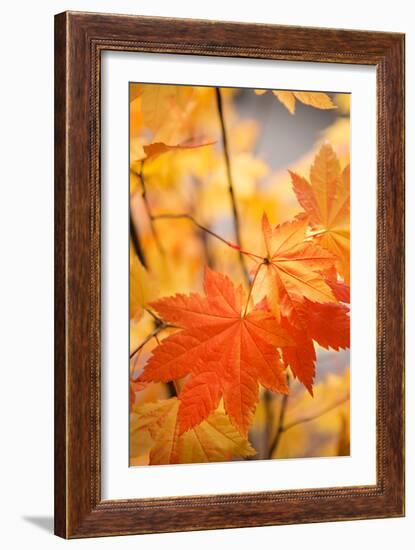 Colors of Fall II-Karyn Millet-Framed Photo