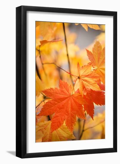 Colors of Fall II-Karyn Millet-Framed Photo