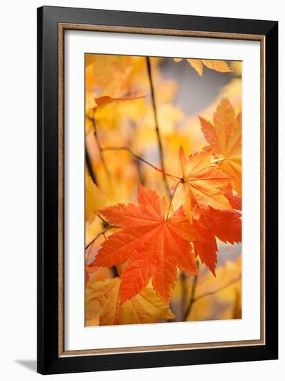 Colors of Fall II-Karyn Millet-Framed Photo