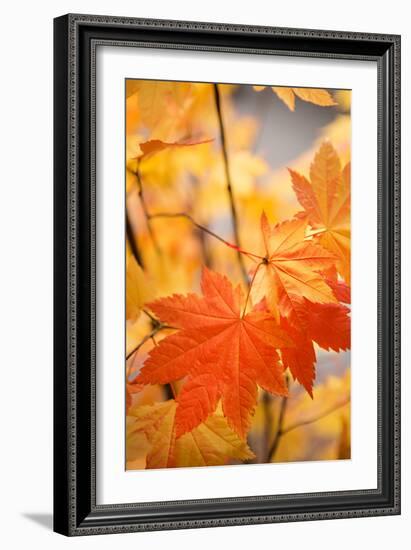 Colors of Fall II-Karyn Millet-Framed Photo