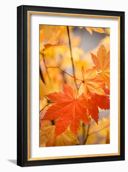 Colors of Fall II-Karyn Millet-Framed Photo