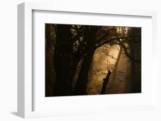 Colors of Fall-Norbert Maier-Framed Photographic Print