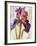 Colors of Iris I-Maria Zielinksa-Framed Art Print