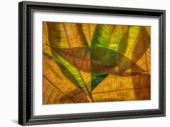 Colors of Nature-Piet Haaksma-Framed Giclee Print