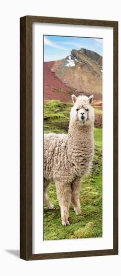 Colors of Peru - Alpaca Andes-Philippe HUGONNARD-Framed Photographic Print