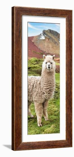 Colors of Peru - Alpaca Andes-Philippe HUGONNARD-Framed Photographic Print