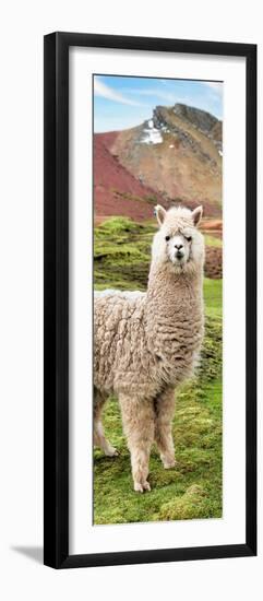 Colors of Peru - Alpaca Andes-Philippe HUGONNARD-Framed Photographic Print