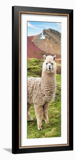 Colors of Peru - Alpaca Andes-Philippe HUGONNARD-Framed Photographic Print