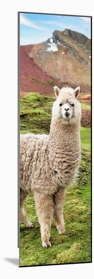 Colors of Peru - Alpaca Andes-Philippe HUGONNARD-Mounted Photographic Print