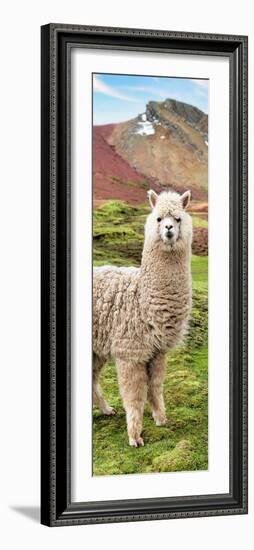 Colors of Peru - Alpaca Andes-Philippe HUGONNARD-Framed Photographic Print