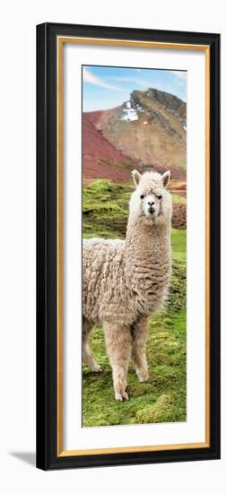 Colors of Peru - Alpaca Andes-Philippe HUGONNARD-Framed Photographic Print