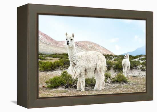 Colors of Peru - Alpaca Baby and Mom-Philippe HUGONNARD-Framed Premier Image Canvas