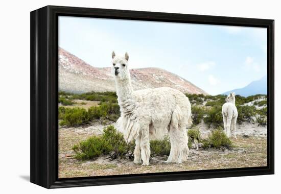 Colors of Peru - Alpaca Baby and Mom-Philippe HUGONNARD-Framed Premier Image Canvas