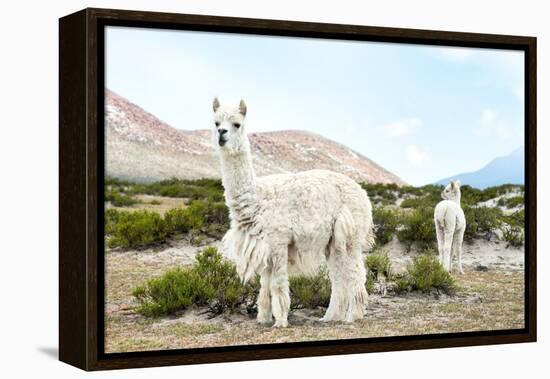 Colors of Peru - Alpaca Baby and Mom-Philippe HUGONNARD-Framed Premier Image Canvas