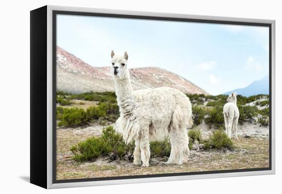Colors of Peru - Alpaca Baby and Mom-Philippe HUGONNARD-Framed Premier Image Canvas
