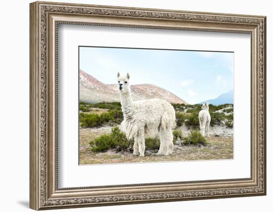 Colors of Peru - Alpaca Baby and Mom-Philippe HUGONNARD-Framed Photographic Print