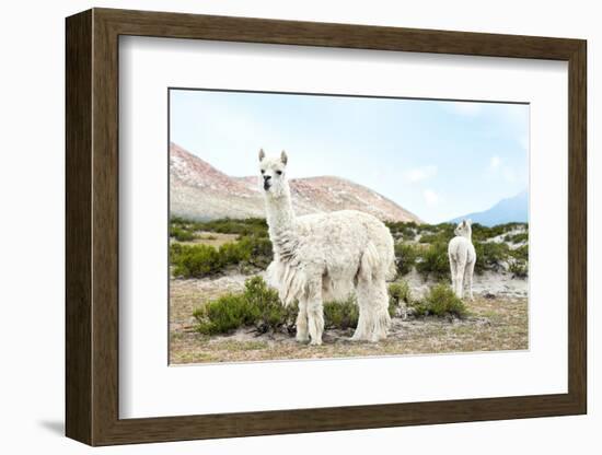 Colors of Peru - Alpaca Baby and Mom-Philippe HUGONNARD-Framed Photographic Print