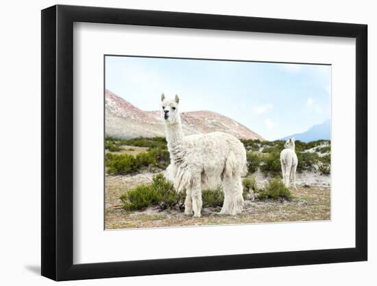 Colors of Peru - Alpaca Baby and Mom-Philippe HUGONNARD-Framed Photographic Print