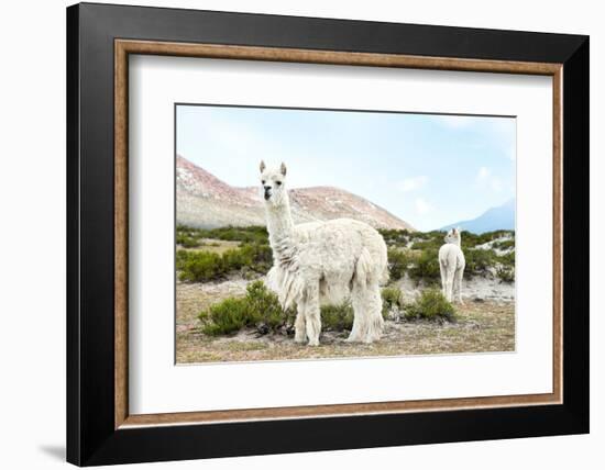 Colors of Peru - Alpaca Baby and Mom-Philippe HUGONNARD-Framed Photographic Print