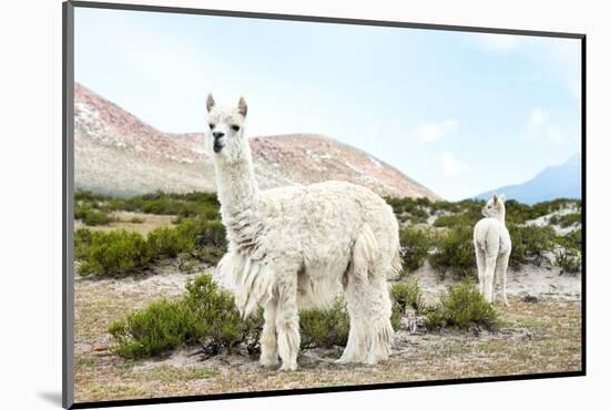 Colors of Peru - Alpaca Baby and Mom-Philippe HUGONNARD-Mounted Photographic Print