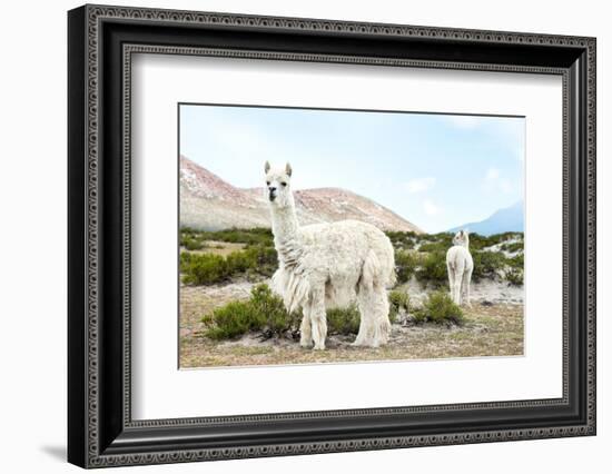 Colors of Peru - Alpaca Baby and Mom-Philippe HUGONNARD-Framed Photographic Print