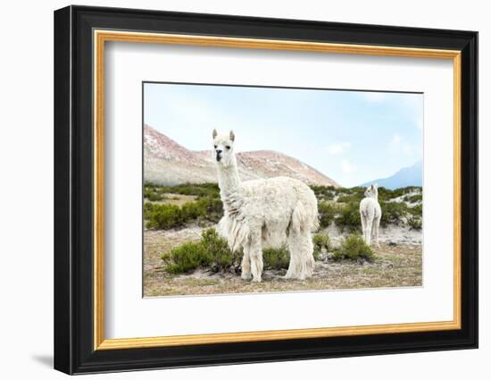 Colors of Peru - Alpaca Baby and Mom-Philippe HUGONNARD-Framed Photographic Print