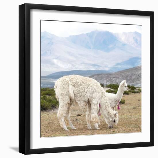 Colors of Peru - Alpaca Family-Philippe HUGONNARD-Framed Photographic Print