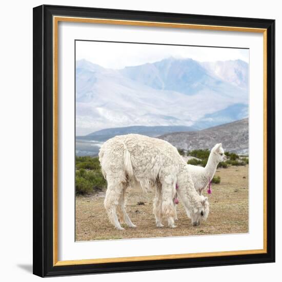 Colors of Peru - Alpaca Family-Philippe HUGONNARD-Framed Photographic Print