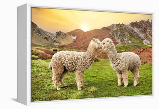 Colors of Peru - Alpaca Love-Philippe HUGONNARD-Framed Premier Image Canvas