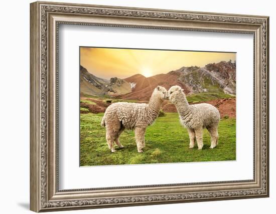 Colors of Peru - Alpaca Love-Philippe HUGONNARD-Framed Photographic Print