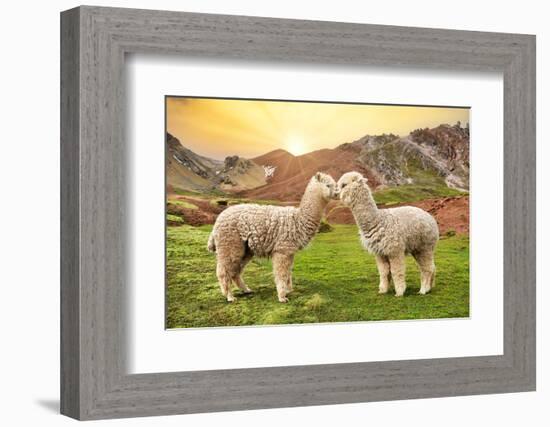 Colors of Peru - Alpaca Love-Philippe HUGONNARD-Framed Photographic Print