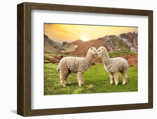 Colors of Peru - Alpaca Love-Philippe HUGONNARD-Framed Photographic Print