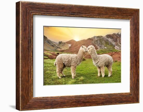 Colors of Peru - Alpaca Love-Philippe HUGONNARD-Framed Photographic Print