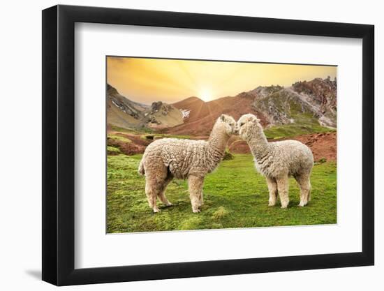 Colors of Peru - Alpaca Love-Philippe HUGONNARD-Framed Photographic Print