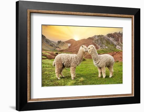 Colors of Peru - Alpaca Love-Philippe HUGONNARD-Framed Photographic Print