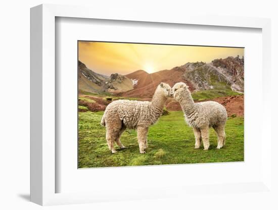 Colors of Peru - Alpaca Love-Philippe HUGONNARD-Framed Photographic Print